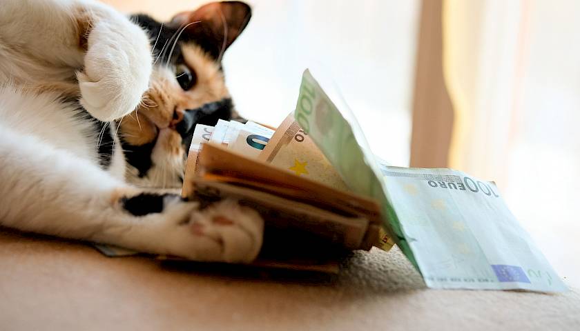 Kiek kainuoja apdrausti šunį ar katę ir kam to reikia